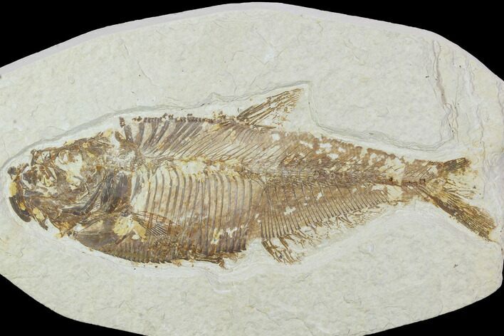 Bargain, Diplomystus Fossil Fish - Wyoming #100605